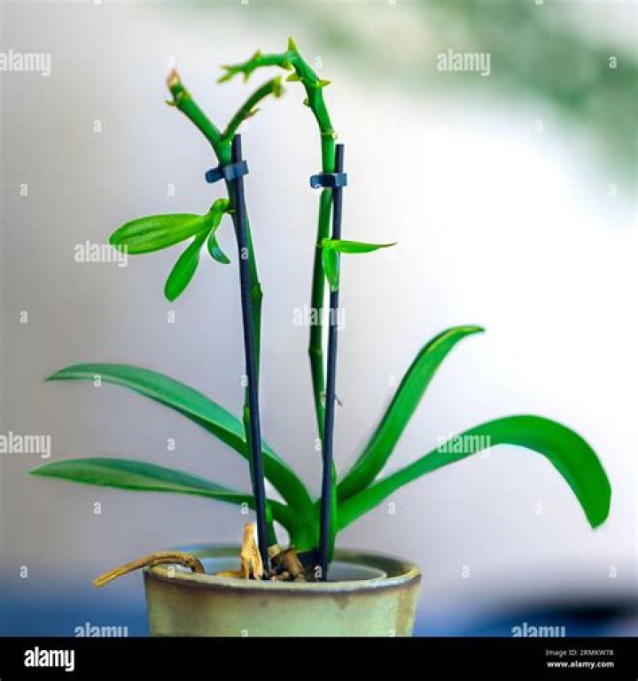 What is growing on my orchid stem