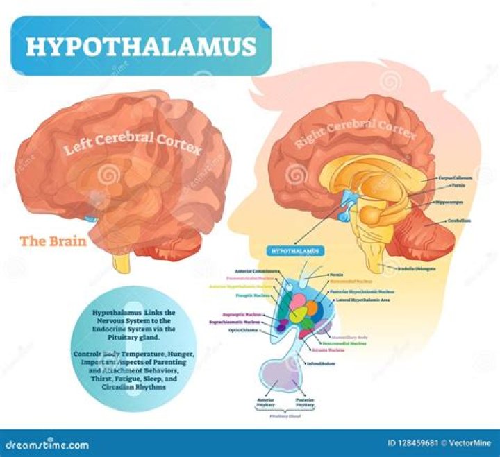 What is hypothalamus PMG good for