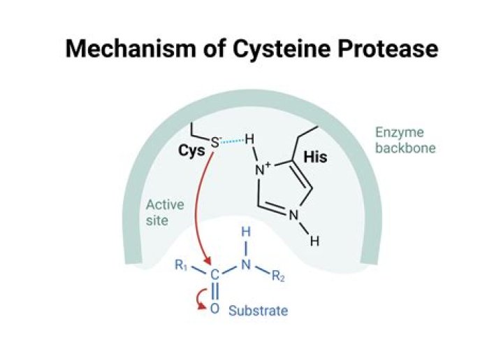 What is L cysteine made out of