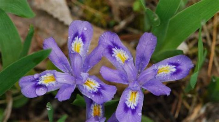 What is Michigans wildflower