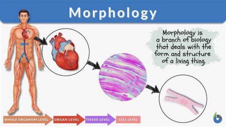 What is morphology and anatomy