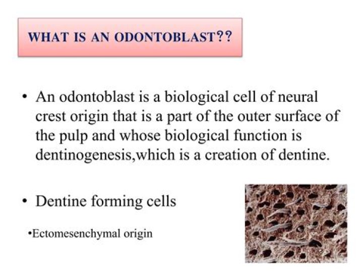 What is Odontoblasts function