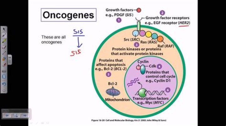 What is oncoproteins function