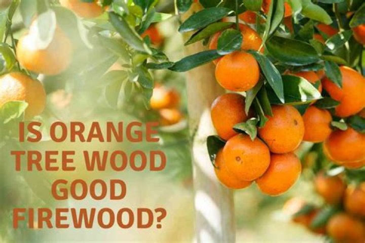 What is orange tree wood good for