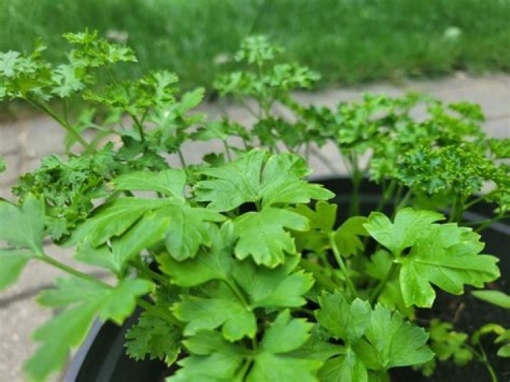 What is parsley called in America