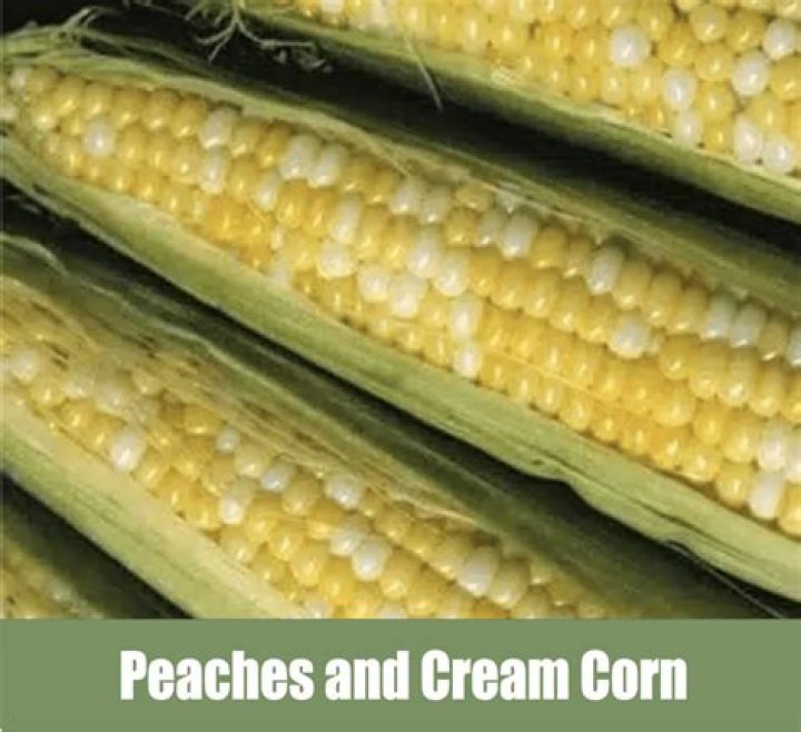 What is peaches and cream corn