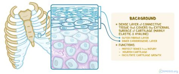 What is Perichondrium membrane