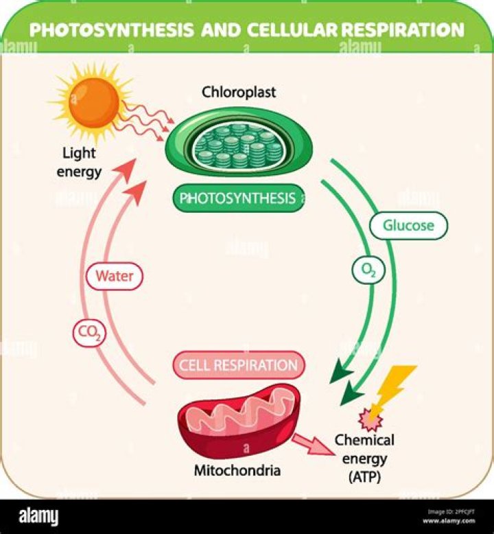 What is process of cellular respiration