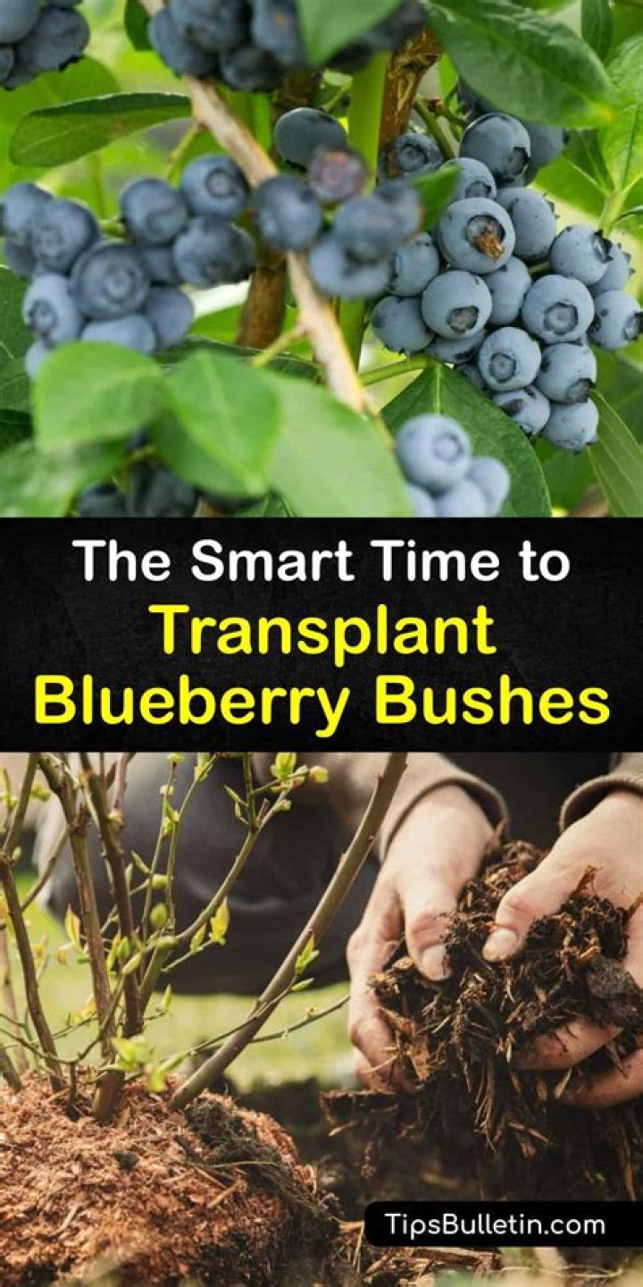 What is similar to a blueberry