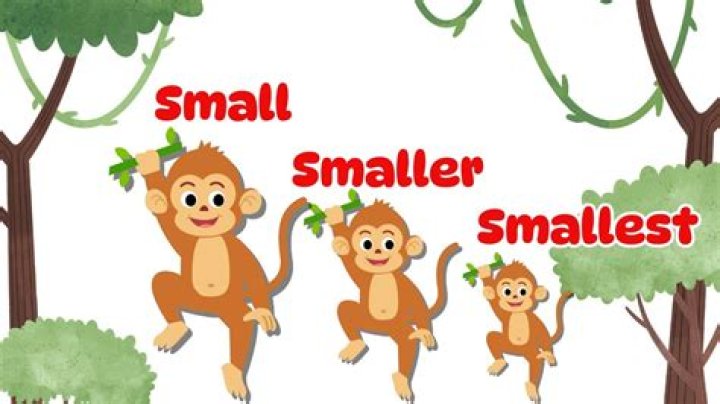What is smaller that a forest