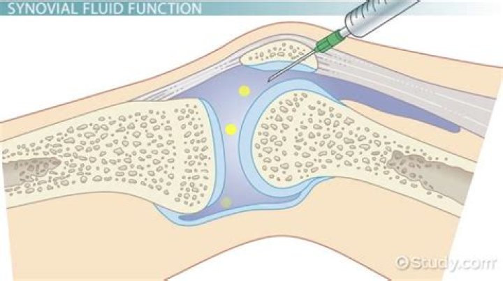 What is synovial fluid called