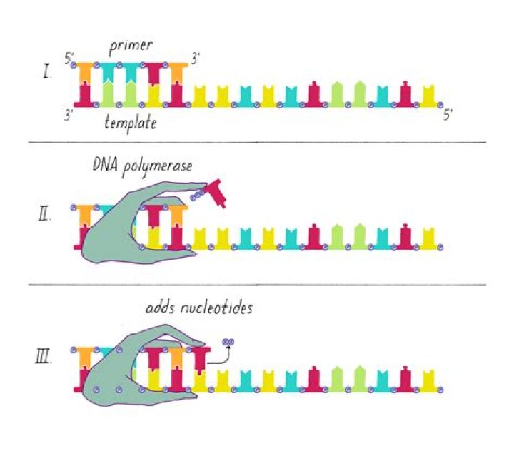 What is the 3 prime end of DNA