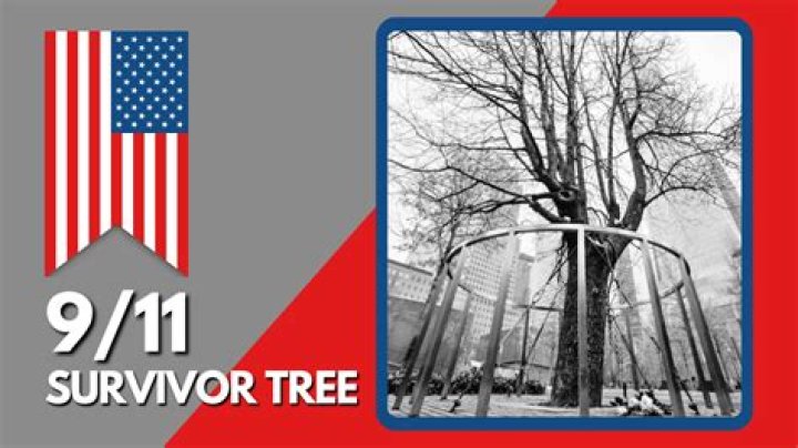 What is the 9/11 Survivor Tree
