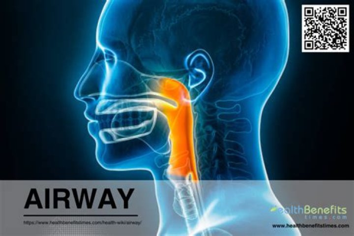 What is the airway made up of