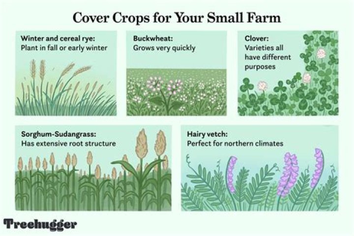 What is the best cover crop for corn
