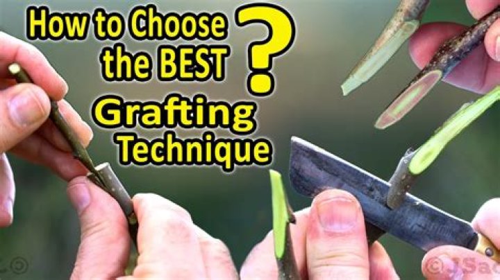 What is the best grafting tool