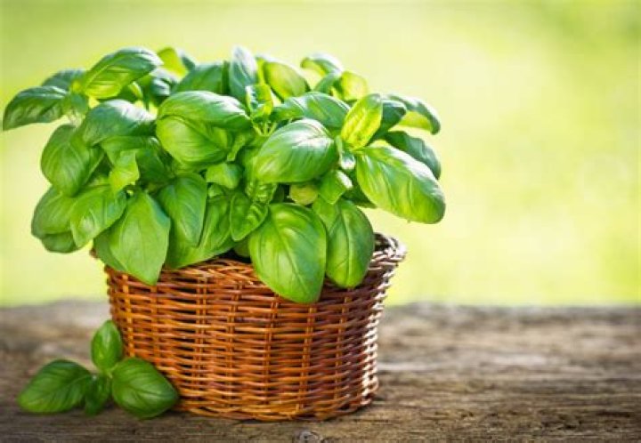 What is the best herbs to grow