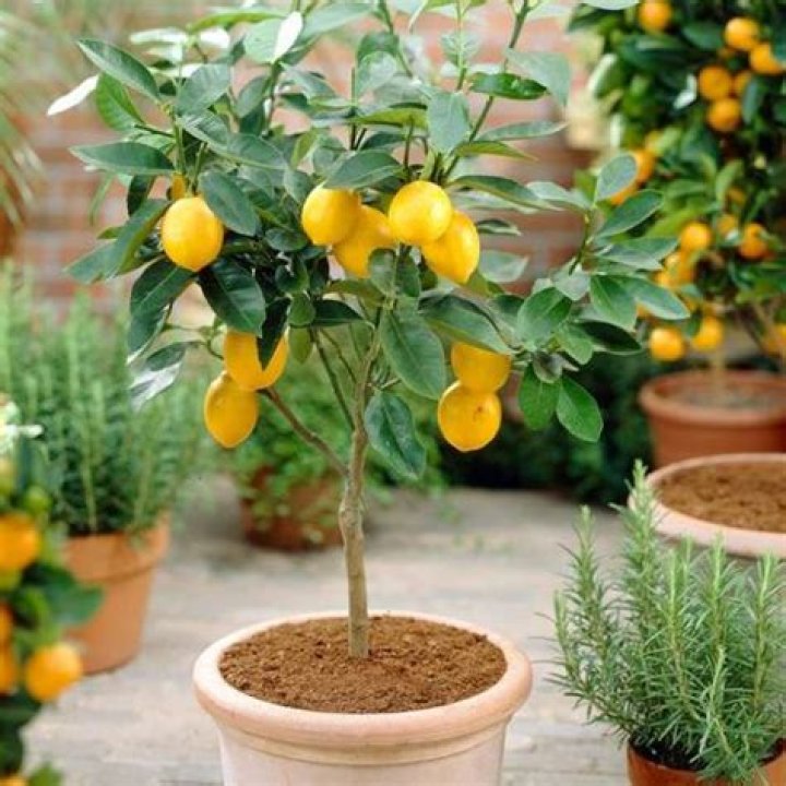 What is the best lemon to grow