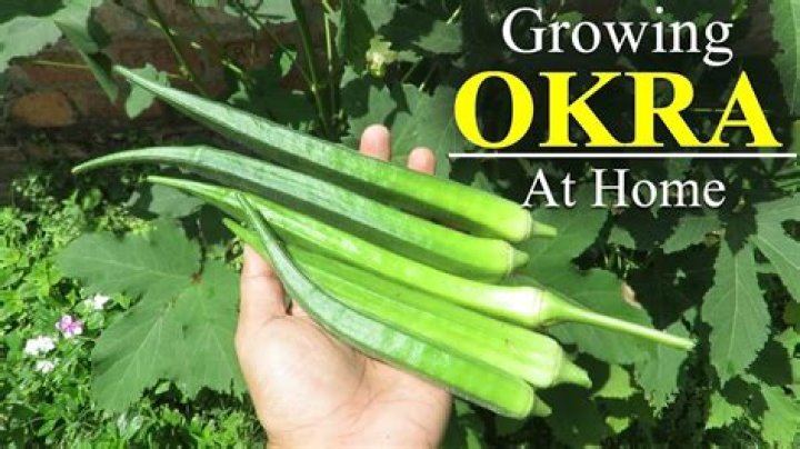 What is the best time to buy okra