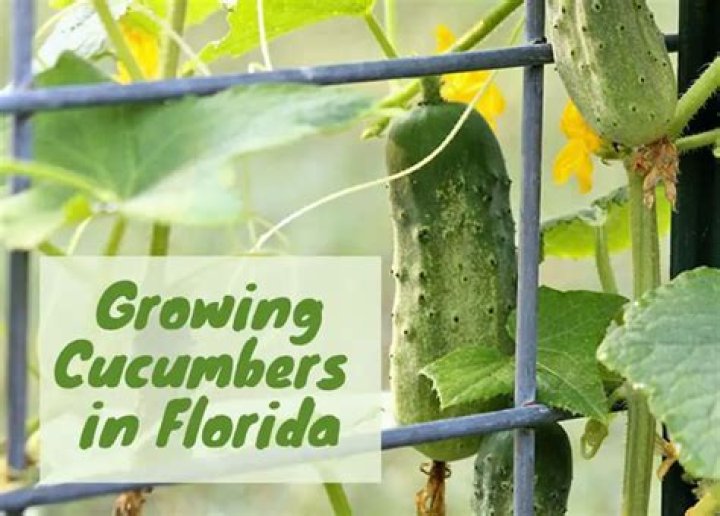 What is the best time to plant cucumbers in Florida