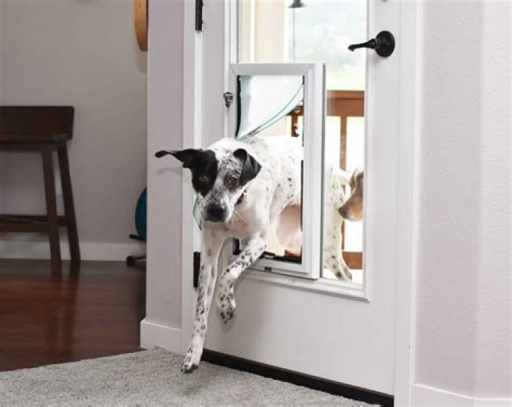 What is the best wall dog door