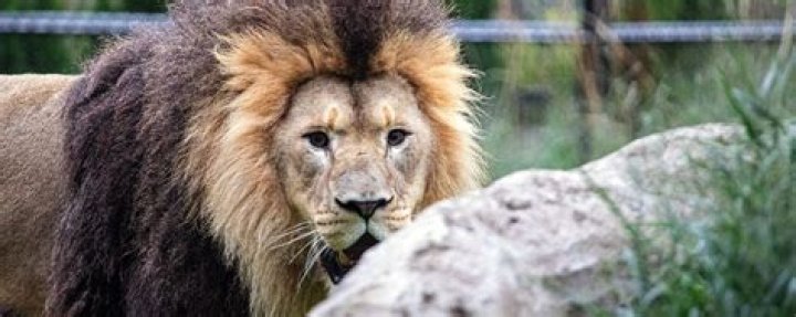 What is the biggest male lion
