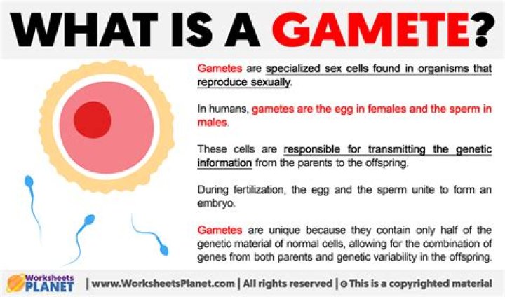 What is the combination of gamete