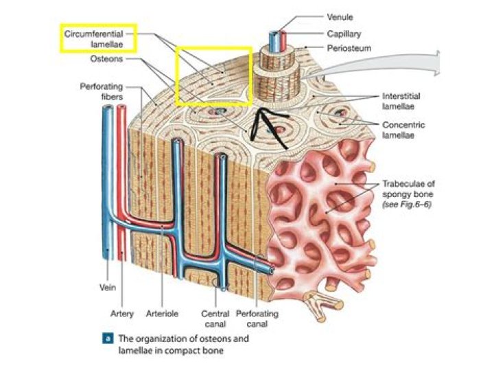 What is the concentric lamellae