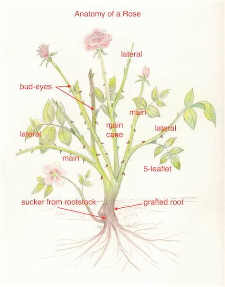 What is the crown of a rose plant