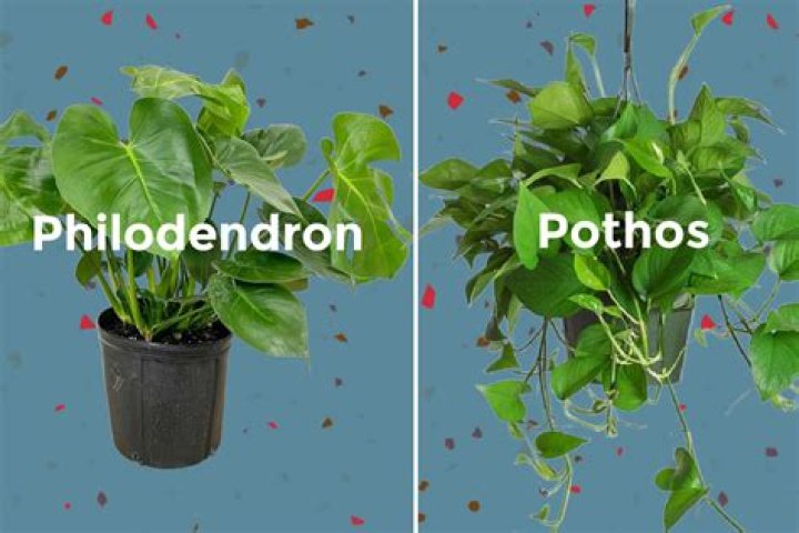 What is the difference between a pothos and philodendron