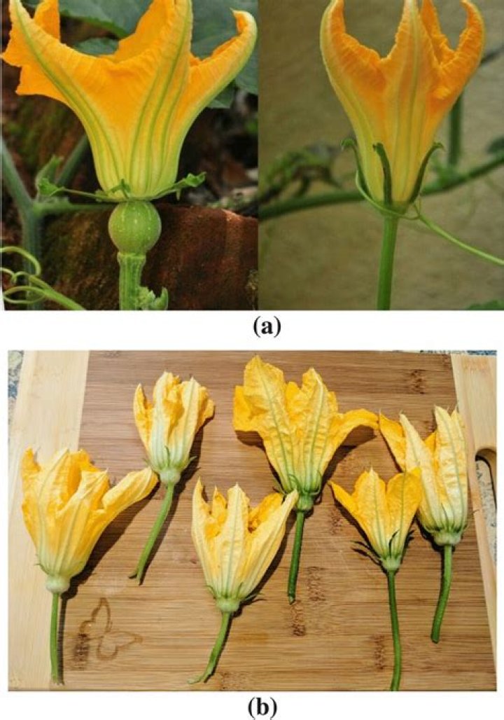 What is the difference between male and female pumpkin flowers