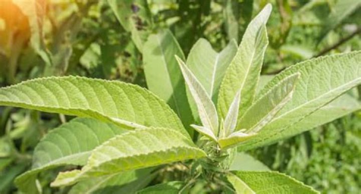 What is the English name of sambong