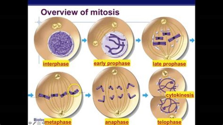 What is the last phase of mitosis
