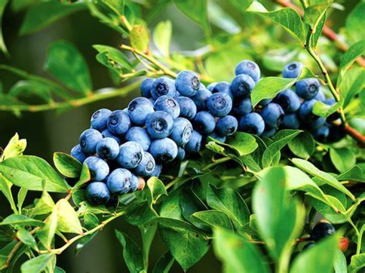 What is the lifespan of a blueberry bush
