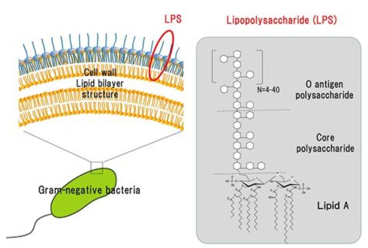 What is the LPS layer composed of