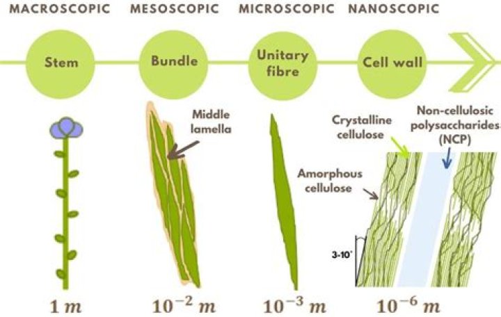 What is the meaning of flax plant