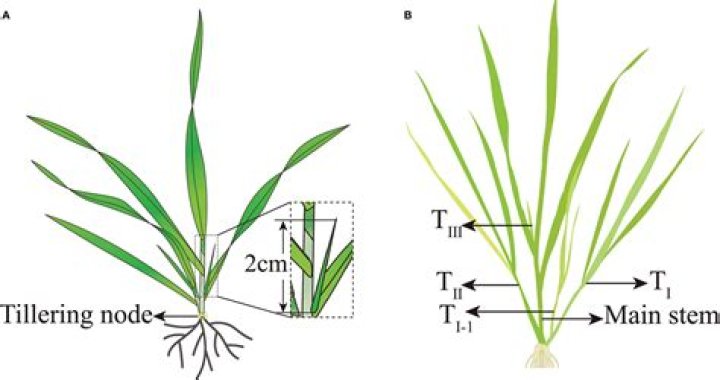 What is the meaning of tiller
