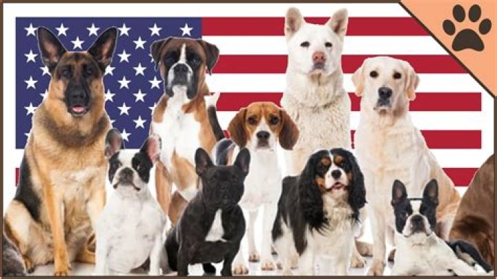 What is the most American dog