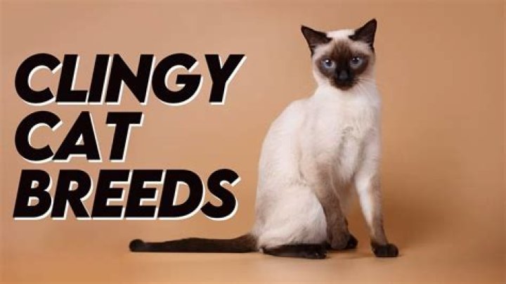 What is the most clingy cat breed