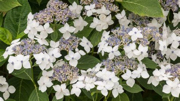 What is the most common hydrangea