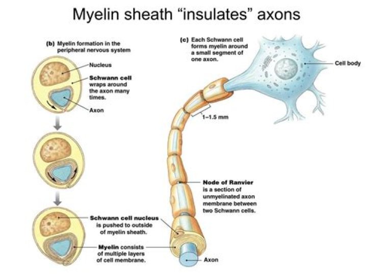What is the myelin sheath made of