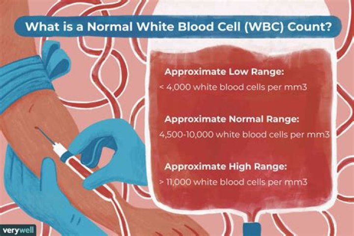 What is the normal white cell count
