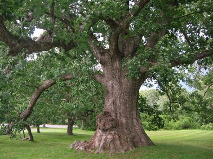 What is the oldest white oak tree
