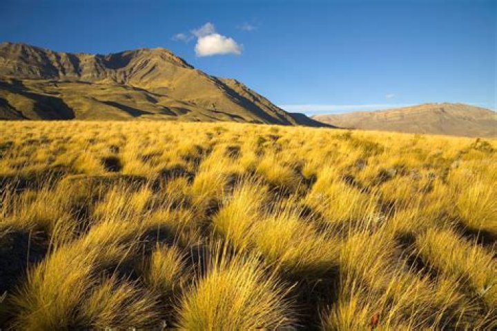 What is the pampas famous for