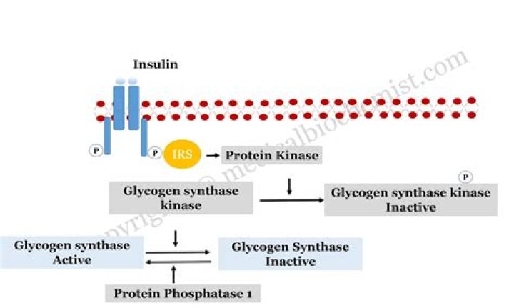 What is the precursor of glycogen