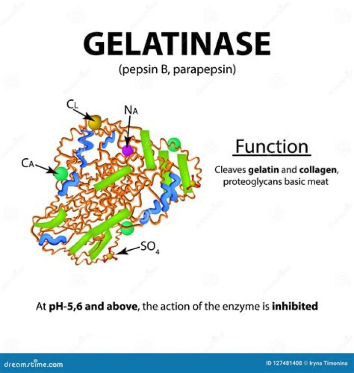 What is the purpose of gelatinase