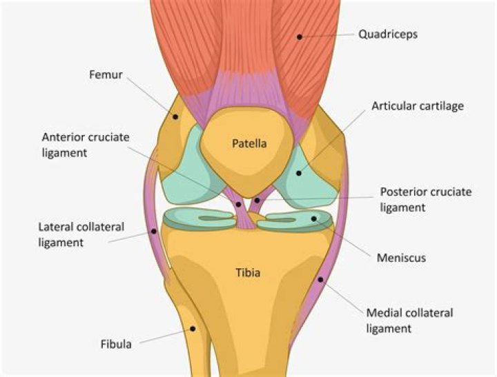 What is the purpose of knee roots