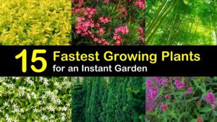 What is the quickest growing herb