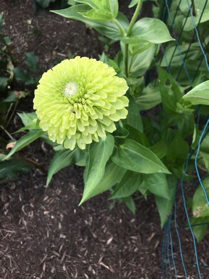 What is the shortest zinnia plant