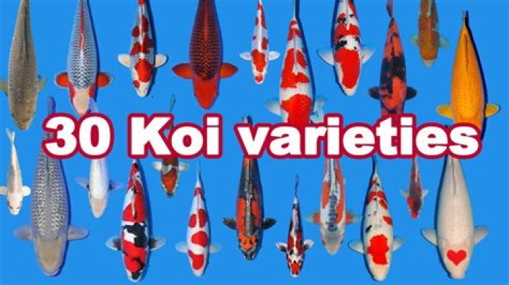 What is the smallest koi fish